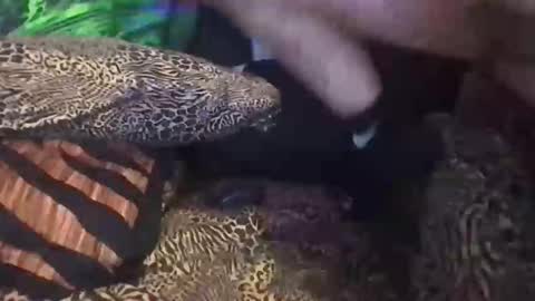 angusbone01 online show from November 29, 8:11 pm