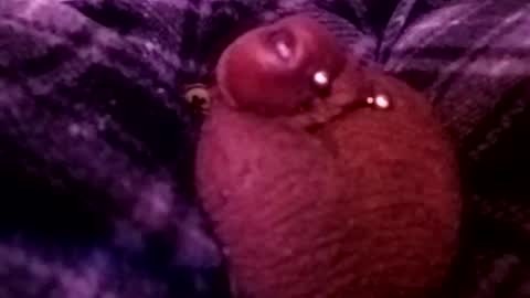 bcfalcon69 online show from February 26, 4:58 am