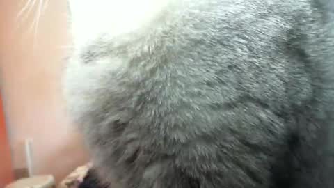 Snapshot of bentish chatting on February 3, 9:08 am bentish online show from February 3, 9:08 am