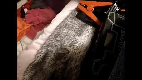 bigdickguy69690 online show from December 3, 8:25 am