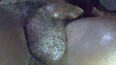 GIANT  Lamar  72 ft  tall  with a  10 inches  BBC   hard quick cumshot in private show lets go online show from April 1, 11:45 am