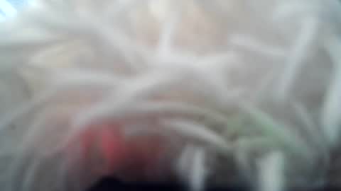 daverz3 online show from March 4, 8:43 am