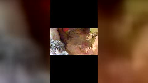 dpbbb online show from April 5, 5:04 am