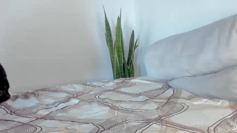 -  A N D E R online show from January 11, 1:59 pm