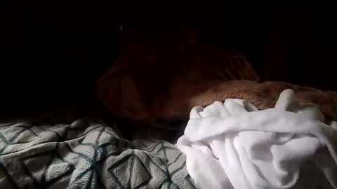 houndmefromhell online show from December 25, 4:22 pm