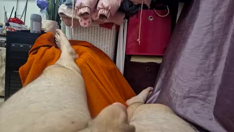 hugedick2469 online show from January 3, 6:57 pm