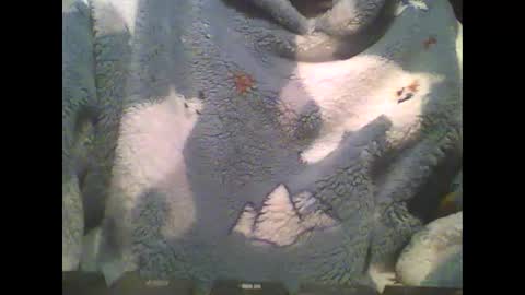 LittlePaul online show from February 14, 9:10 pm