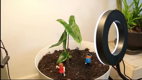 manup1977 online show from November 26, 1:19 am