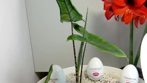 manup1977 online show from December 17, 3:03 am