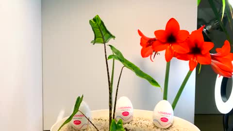 manup1977 online show from December 16, 12:50 am