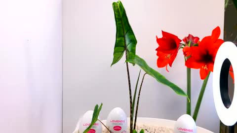 manup1977 online show from December 15, 12:07 am