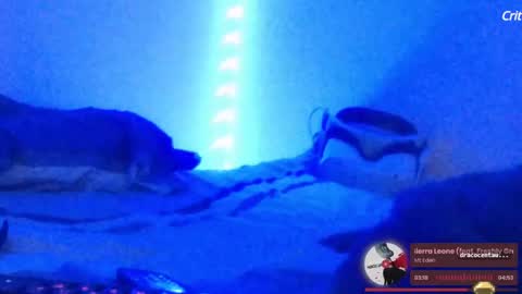 Max Singularity - Scotlands Greatest Love Machine online show from February 22, 2:27 pm