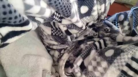 melacti2 online show from January 23, 10:22 am