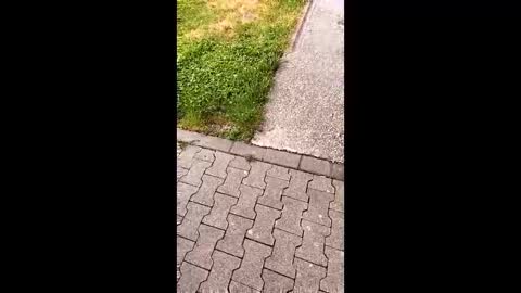 piedestine online show from June 3, 10:06 am