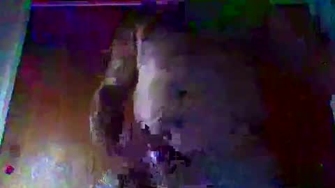 pocofollo online show from December 16, 9:44 pm