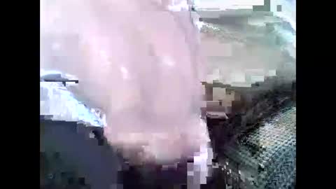 powerbengel online show from November 19, 8:47 am