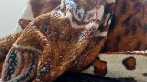 ricard440 online show from January 12, 1:16 pm