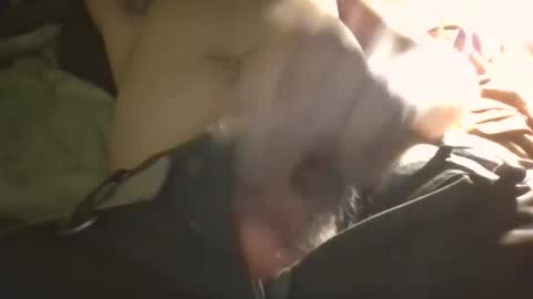 satisfyguy online show from December 3, 3:07 am