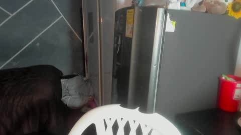 Snapshot of sean_scoth2 chatting on January 15, 8:05 pm Sean Scoth online show from January 15, 8:05 pm