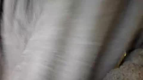 Julian Kinky Bi-guy online show from January 19, 1:10 am