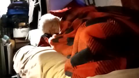 Shamroc online show from December 4, 12:03 pm