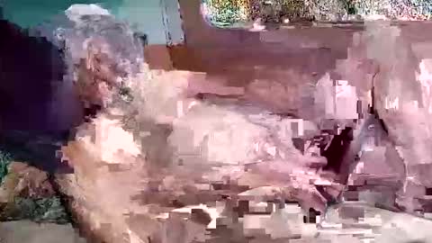 Shamroc online show from March 4, 3:08 pm