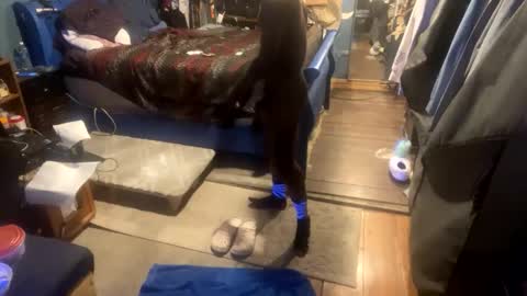 StonedBJ online show from November 23, 2:11 am