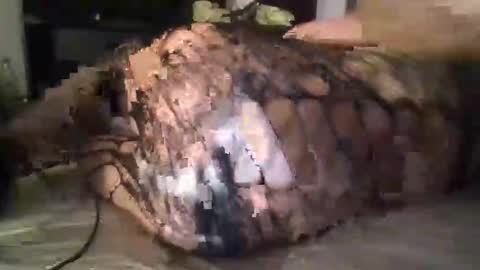 subwhite4blackmaster online show from March 28, 9:20 am