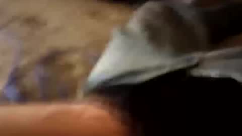 bigdickdaddy online show from May 16, 5:16 am