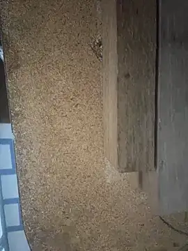 Followthepiper online show from March 29, 7:41 am