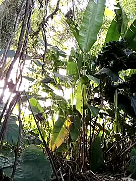tuwegon online show from June 17, 9:38 pm