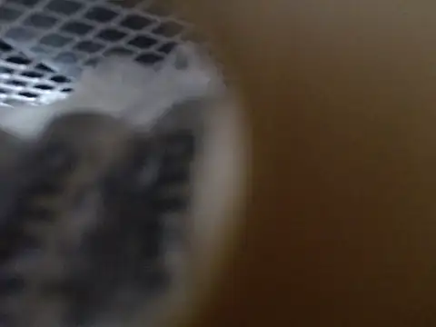 Lovensetest online show from October 31, 9:12 am