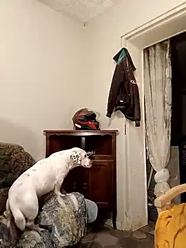 frederic198 online show from January 8, 9:09 pm