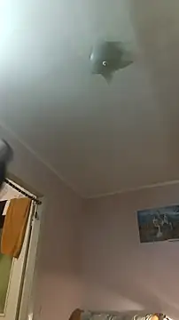 Adidas7217 online show from January 10, 2:50 am