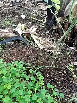 Sikici0734 online show from February 26, 8:15 am