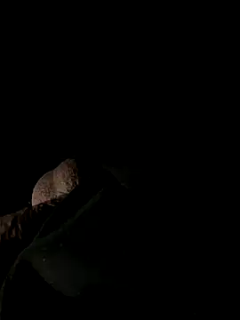 lion kun online show from December 20, 10:39 pm