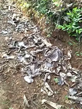 Gopal1243 online show from April 12, 2:26 am