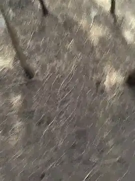 Gopal1243 online show from November 20, 6:13 am