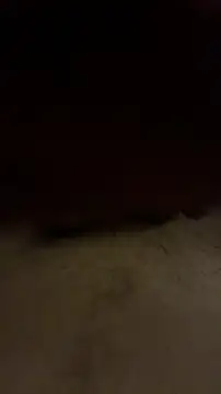 Aulonocara86 online show from November 12, 3:45 am